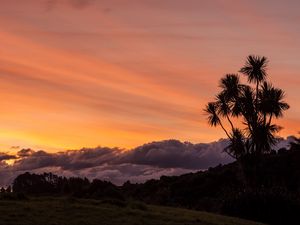 Preview wallpaper palm, tree, sunset, cloud