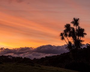 Preview wallpaper palm, tree, sunset, cloud