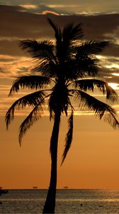 Preview wallpaper palm, tree, sunset, horizon