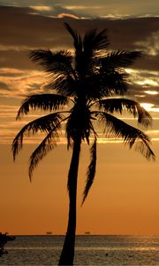 Preview wallpaper palm, tree, sunset, horizon