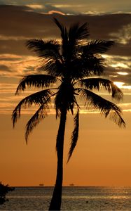 Preview wallpaper palm, tree, sunset, horizon