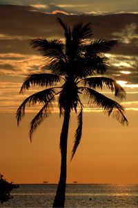 Preview wallpaper palm, tree, sunset, horizon