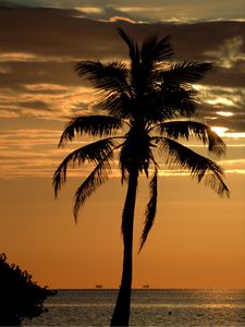 Preview wallpaper palm, tree, sunset, horizon