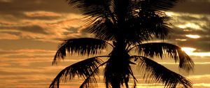 Preview wallpaper palm, tree, sunset, horizon