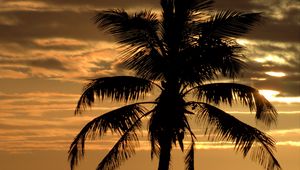 Preview wallpaper palm, tree, sunset, horizon