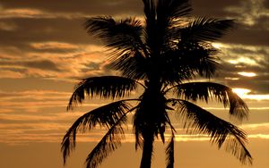 Preview wallpaper palm, tree, sunset, horizon