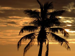 Preview wallpaper palm, tree, sunset, horizon