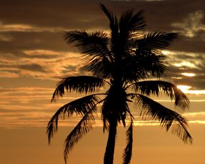 Preview wallpaper palm, tree, sunset, horizon