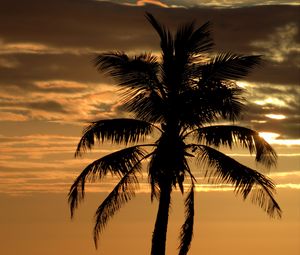 Preview wallpaper palm, tree, sunset, horizon