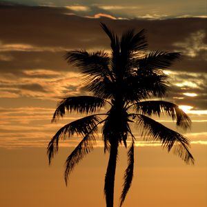 Preview wallpaper palm, tree, sunset, horizon