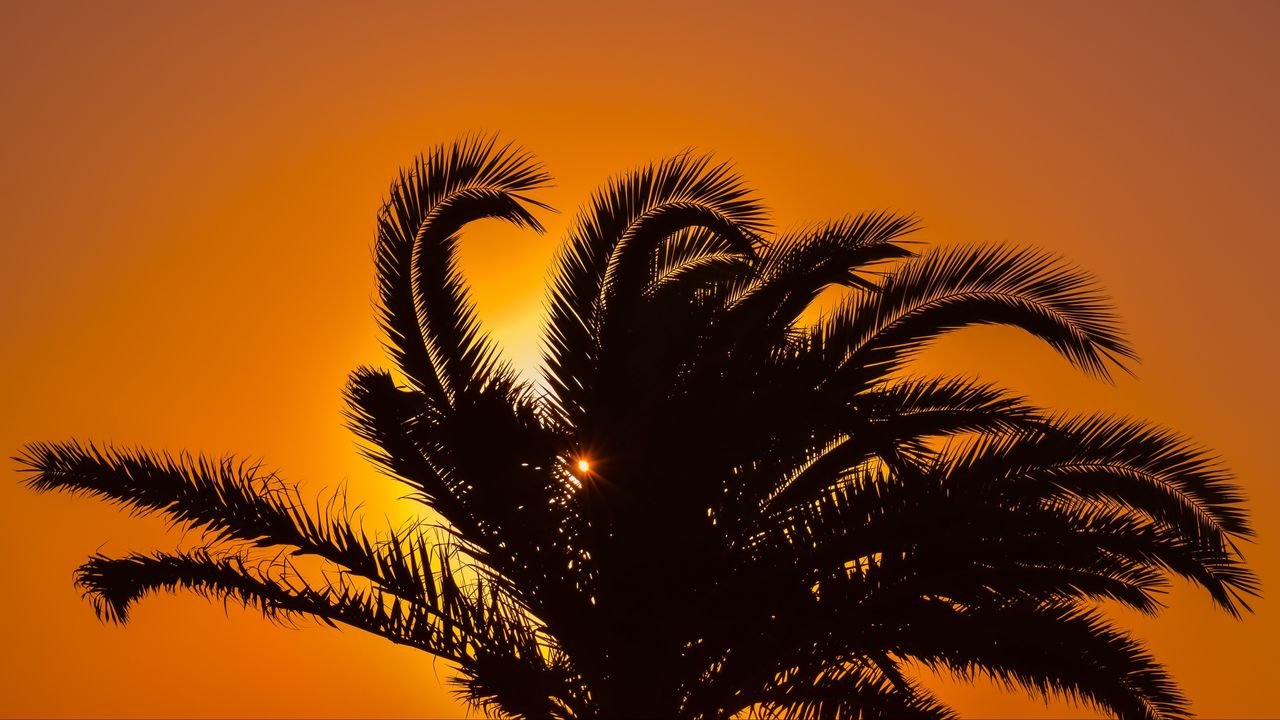 Wallpaper palm tree, sunset, leaves, branches