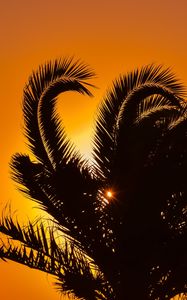 Preview wallpaper palm tree, sunset, leaves, branches