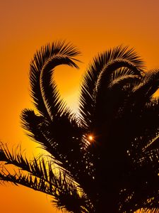 Preview wallpaper palm tree, sunset, leaves, branches