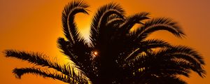 Preview wallpaper palm tree, sunset, leaves, branches