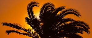 Preview wallpaper palm tree, sunset, leaves, branches