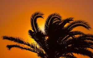 Preview wallpaper palm tree, sunset, leaves, branches