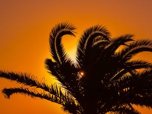 Preview wallpaper palm tree, sunset, leaves, branches