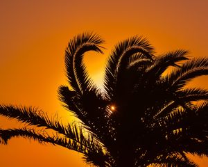 Preview wallpaper palm tree, sunset, leaves, branches