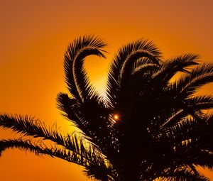 Preview wallpaper palm tree, sunset, leaves, branches