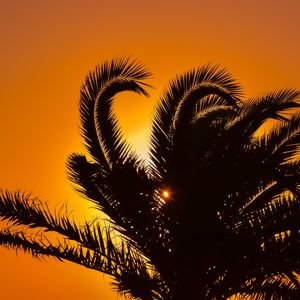 Preview wallpaper palm tree, sunset, leaves, branches