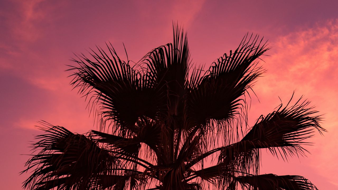 Wallpaper palm tree, sunset, sky, branches
