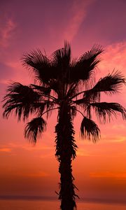 Preview wallpaper palm tree, sunset, sky, branches
