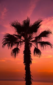 Preview wallpaper palm tree, sunset, sky, branches