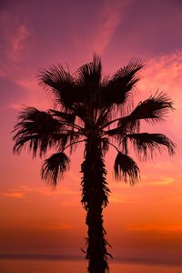 Preview wallpaper palm tree, sunset, sky, branches