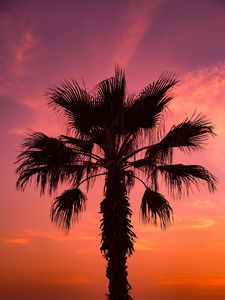 Preview wallpaper palm tree, sunset, sky, branches