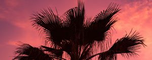 Preview wallpaper palm tree, sunset, sky, branches