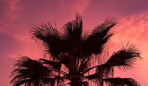 Preview wallpaper palm tree, sunset, sky, branches