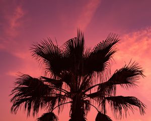 Preview wallpaper palm tree, sunset, sky, branches