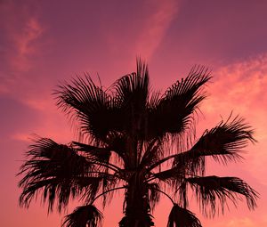 Preview wallpaper palm tree, sunset, sky, branches