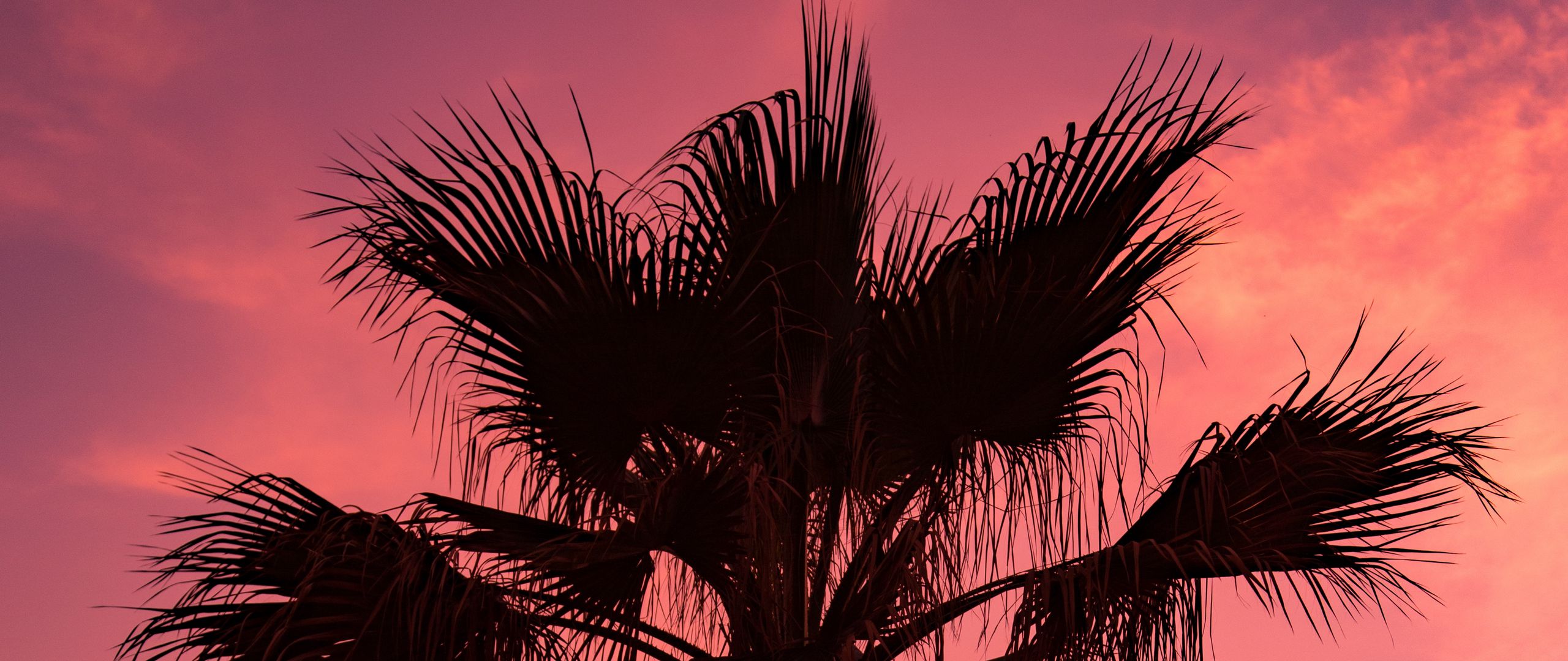 Download wallpaper 2560x1080 palm tree, sunset, sky, branches dual wide