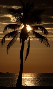 Preview wallpaper palm tree, sunset, twilight, dark, sea
