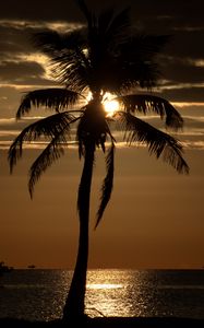 Preview wallpaper palm tree, sunset, twilight, dark, sea