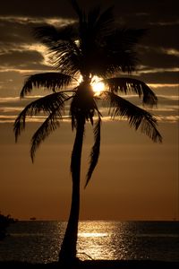 Preview wallpaper palm tree, sunset, twilight, dark, sea