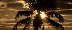 Preview wallpaper palm tree, sunset, twilight, dark, sea