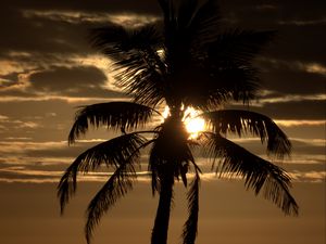 Preview wallpaper palm tree, sunset, twilight, dark, sea