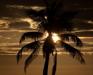 Preview wallpaper palm tree, sunset, twilight, dark, sea