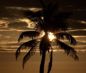 Preview wallpaper palm tree, sunset, twilight, dark, sea