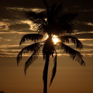 Preview wallpaper palm tree, sunset, twilight, dark, sea