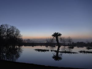 Preview wallpaper palm tree, sunset, water, reflection, silhouette