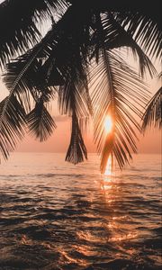 Preview wallpaper palm tree, sunset, water, branches, dusk