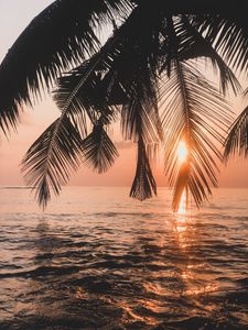 Preview wallpaper palm tree, sunset, water, branches, dusk