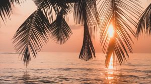 Preview wallpaper palm tree, sunset, water, branches, dusk