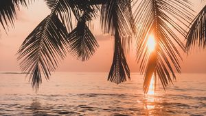 Preview wallpaper palm tree, sunset, water, branches, dusk