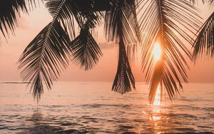 Preview wallpaper palm tree, sunset, water, branches, dusk