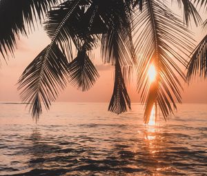 Preview wallpaper palm tree, sunset, water, branches, dusk