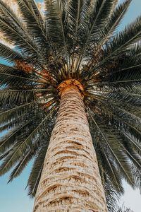 Preview wallpaper palm, tree, top, crown